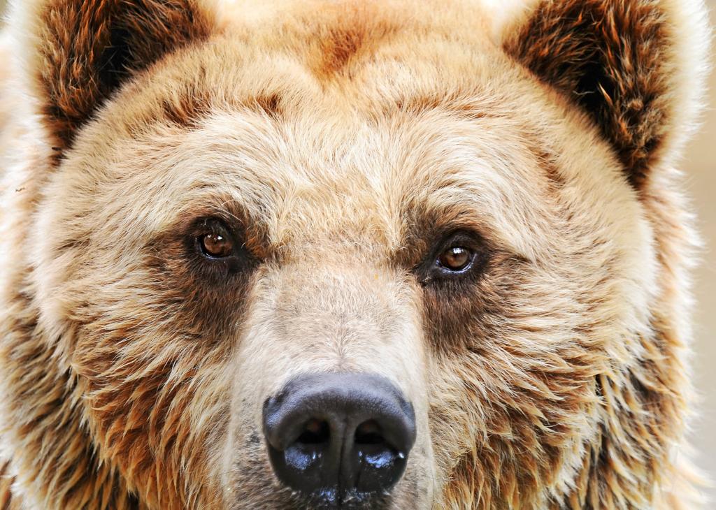 棕色的熊高清壁纸特写照片