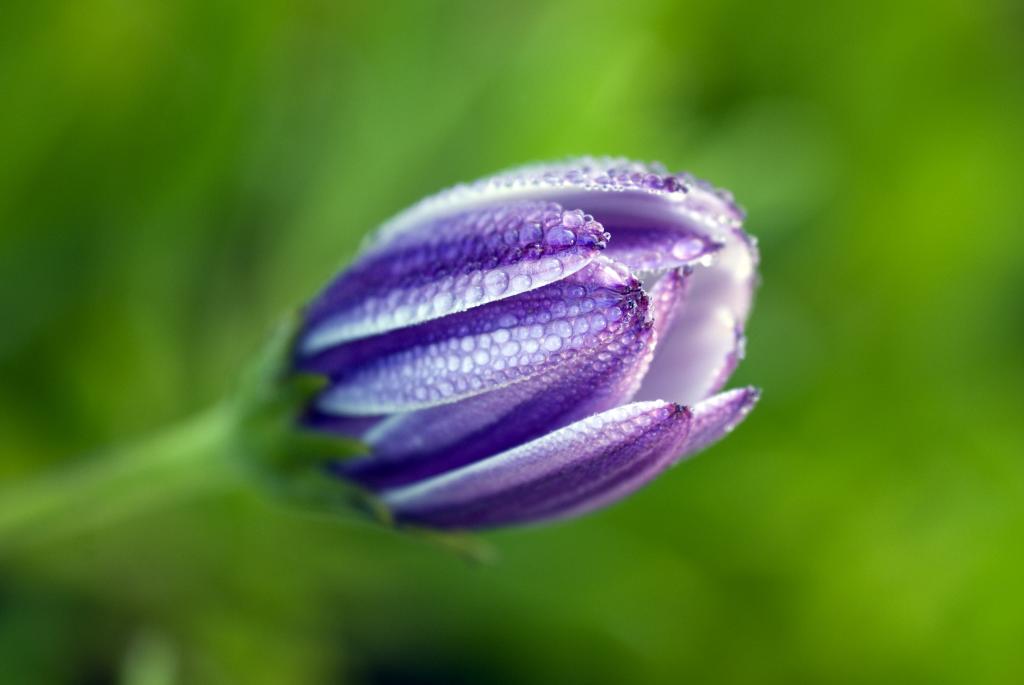 紫色Osteospermum花蕾高清壁纸的选择性焦点照片