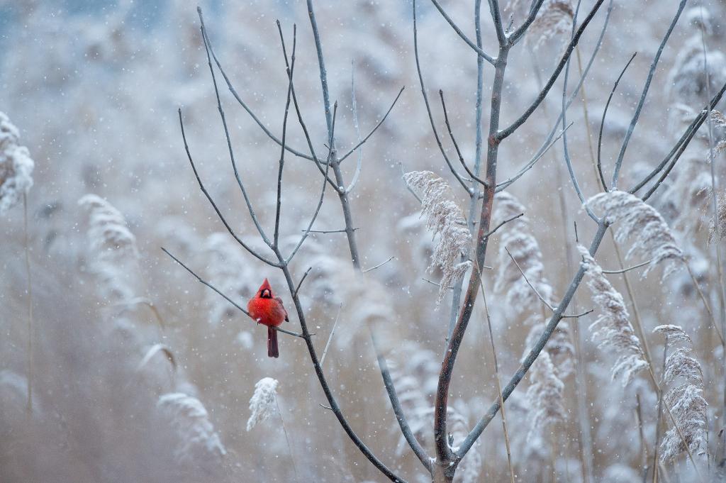 冬天,野生动物,冻结,鸟,下雪,红衣主教,红色,霜