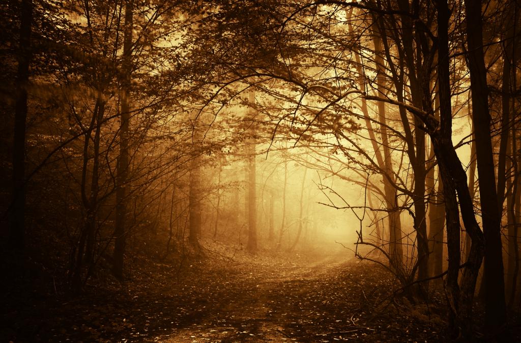 路径,雾,路,树,分支机构,秋季,森林