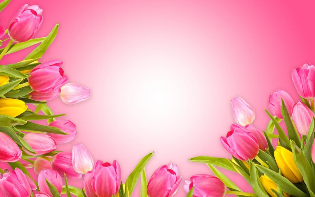 壁纸新鲜,爱,郁金香,粉红色,粉红色背景,浪漫,郁金香,鲜花