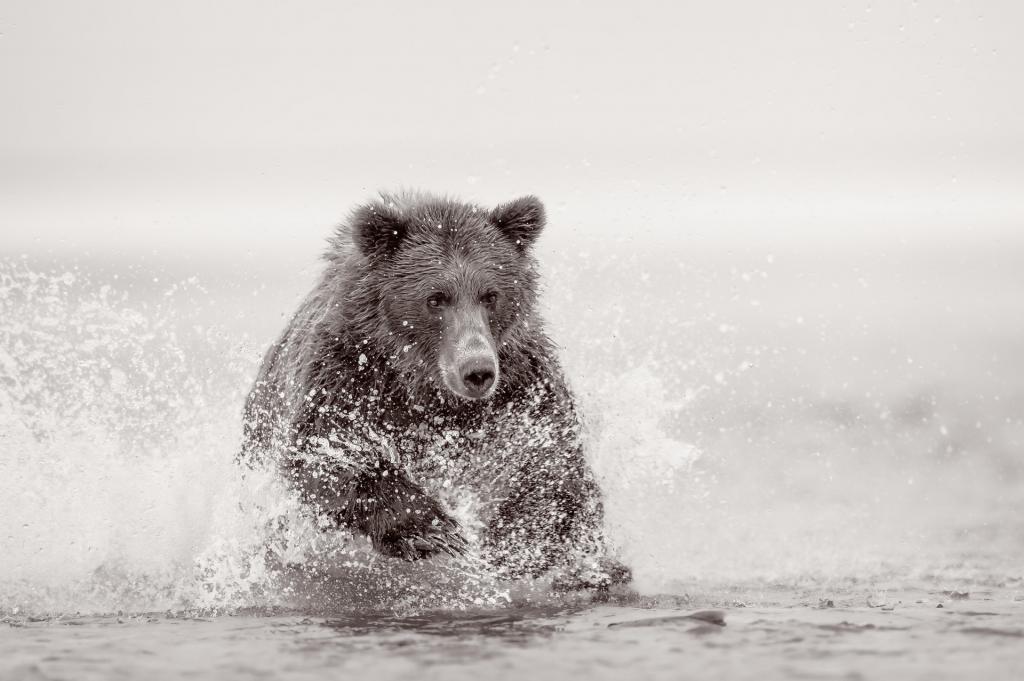 熊,河,自然