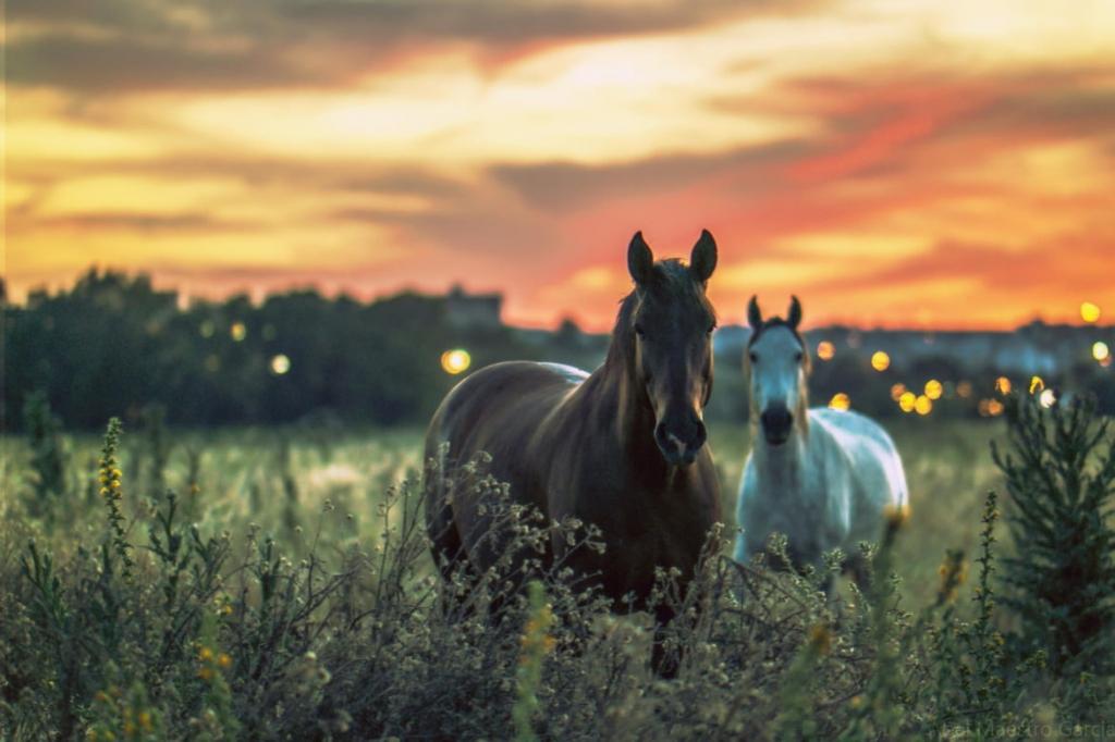 两匹棕色和白色的马,在绿色的草地上高清壁纸