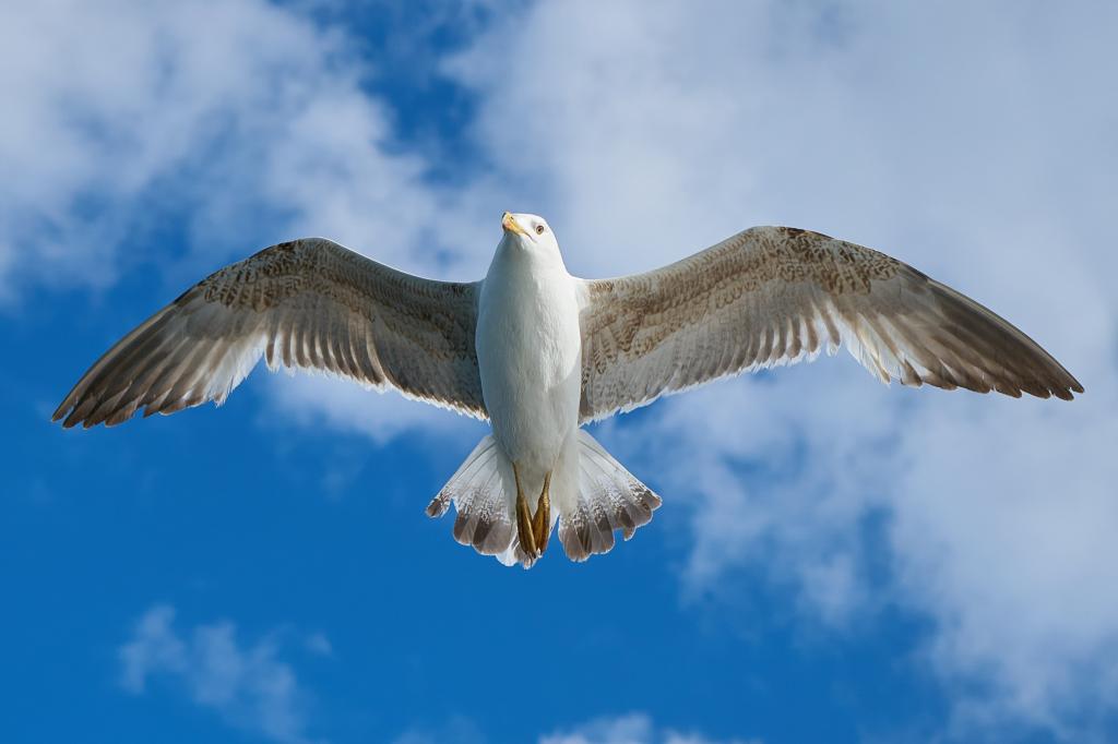 在白天高清壁纸飞行的白色和棕色的海鸥的照片