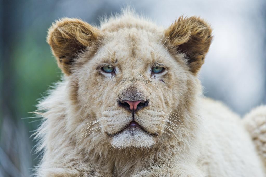 猫,©Tambako捷豹,脸,白狮子,狮子