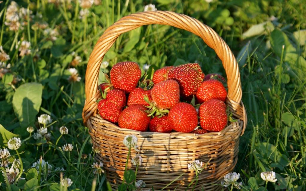 壁纸鲜花,篮子,篮子,红色,太阳,草,草莓,浆果