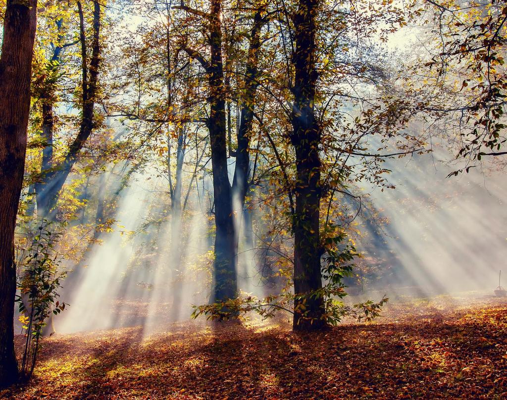 叶子,光线,光,性质,树木,秋季,森林