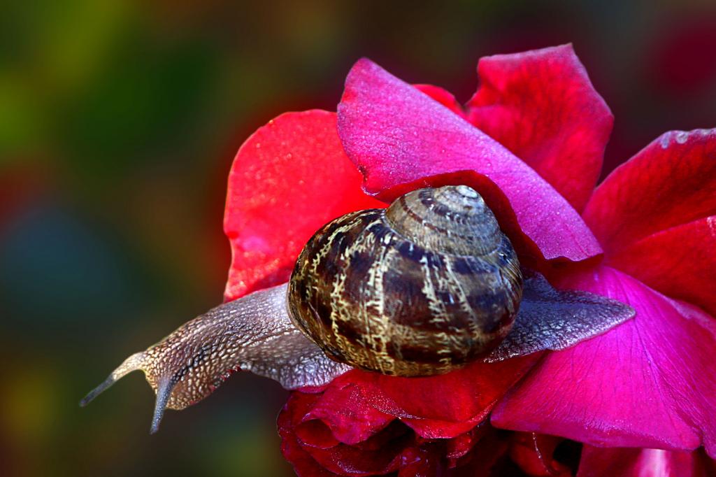 棕色和黑色的蜗牛上红花高清壁纸