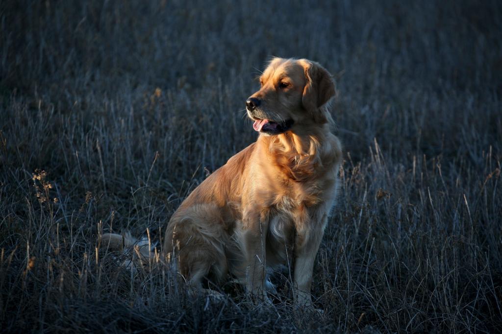 金毛猎犬狗坐在绿草场高清壁纸
