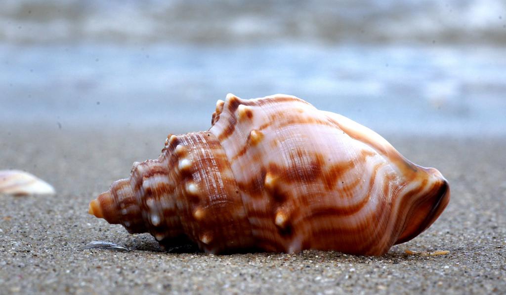 白色和棕色的海贝壳,struthiolaria高清壁纸