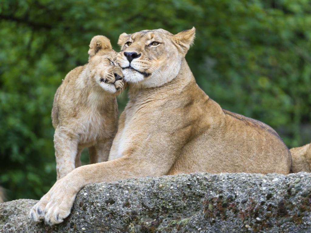 狮子,©Tambako捷豹,家庭,猫,幼狮,石头,母狮,狮子