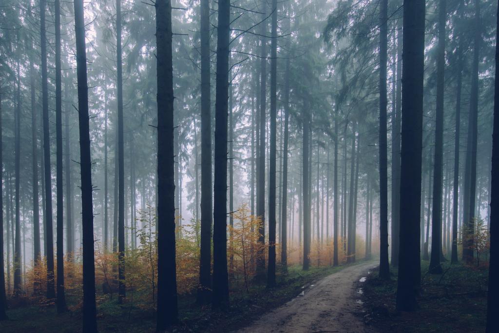 在森林高清壁纸雾的看法