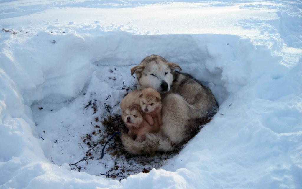 FROST,羊毛,小狗,毛皮,打折,冬天,雪