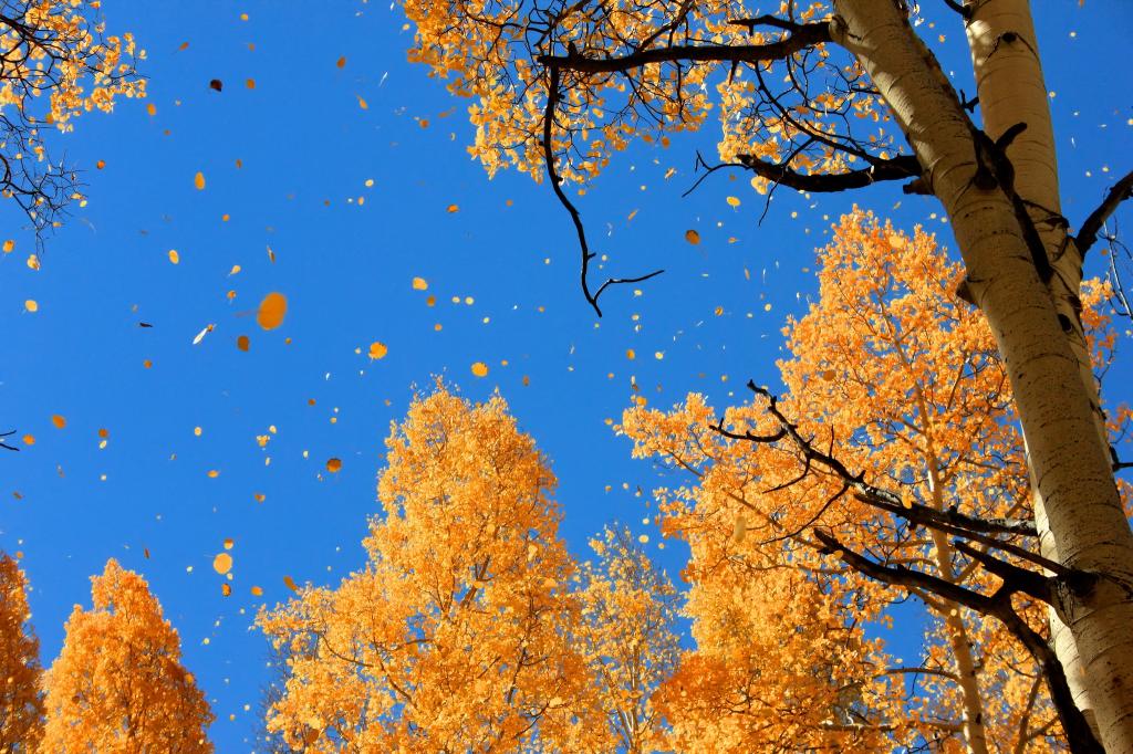 天空,秋天,树叶,自然