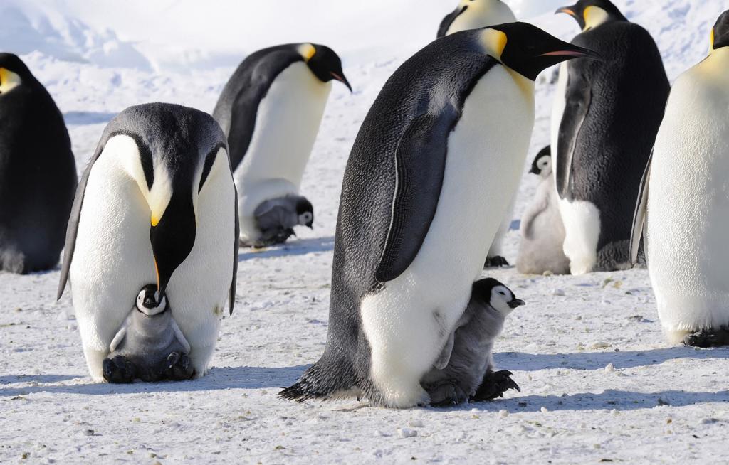 企鹅,帝国,南极