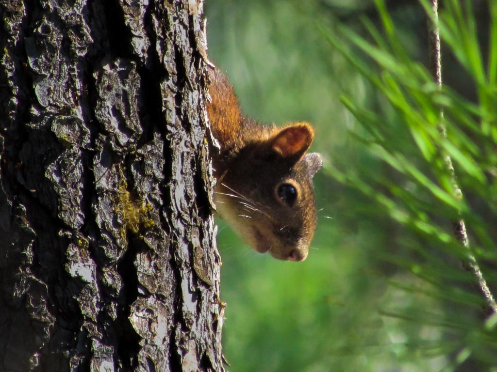 棕色松鼠隐藏在树上的高清壁纸