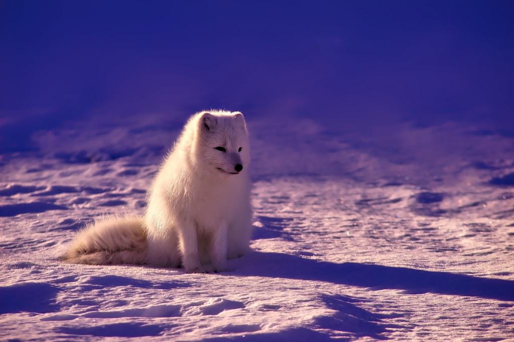 雪地上的白狼高清壁纸