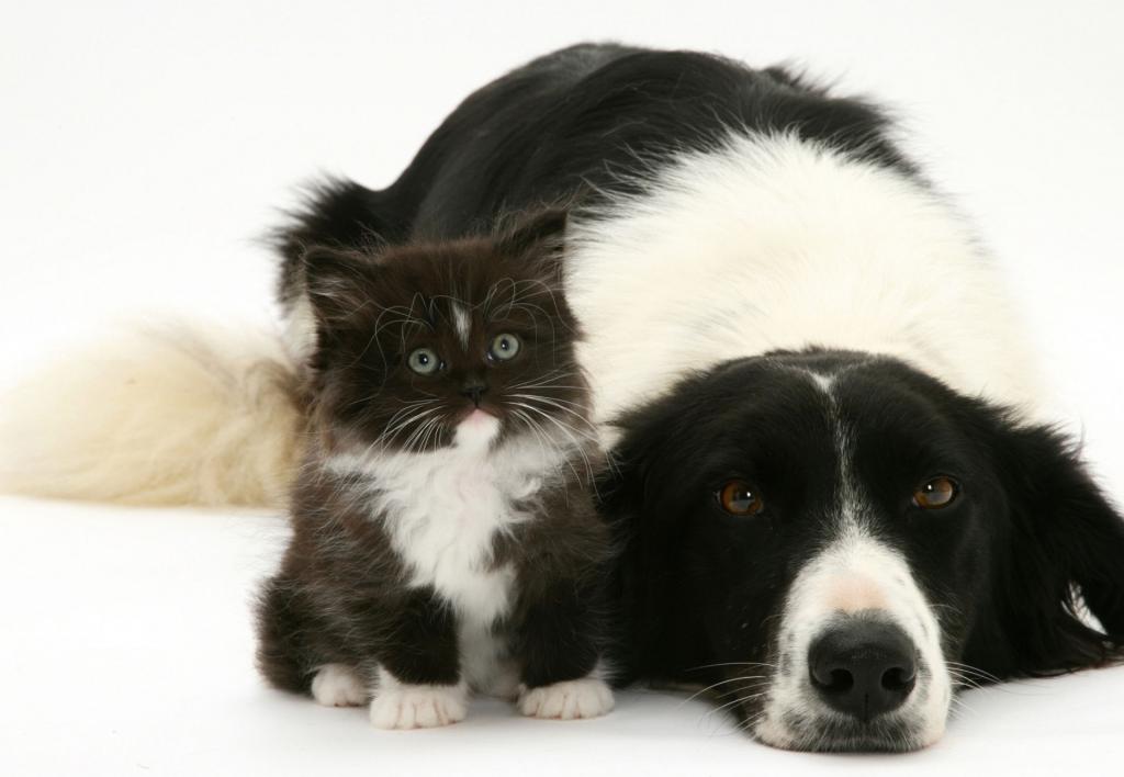 黑色和白色,小猫,狗
