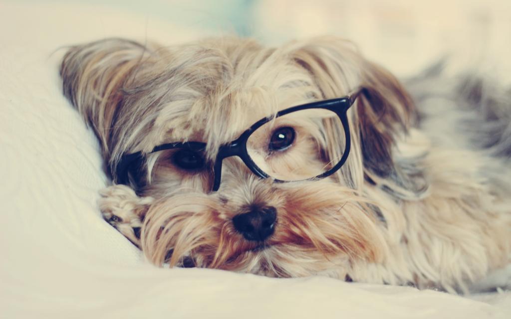 狗,看,眼镜