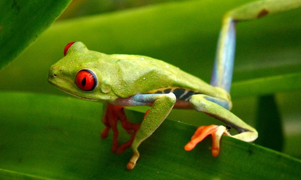 绿叶高清壁纸上的红眼树蛙