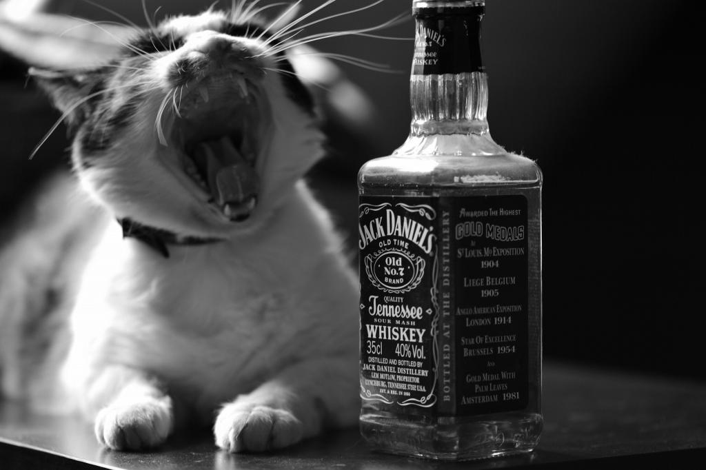 壁纸猫,瓶,威士忌,芦苇沙沙作响！,杰克丹尼尔,黑色和白色,猫