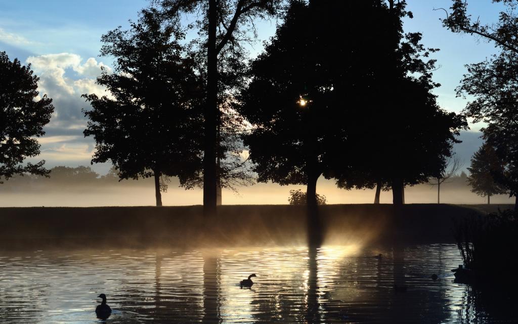 雾,黎明,湖泊,树木