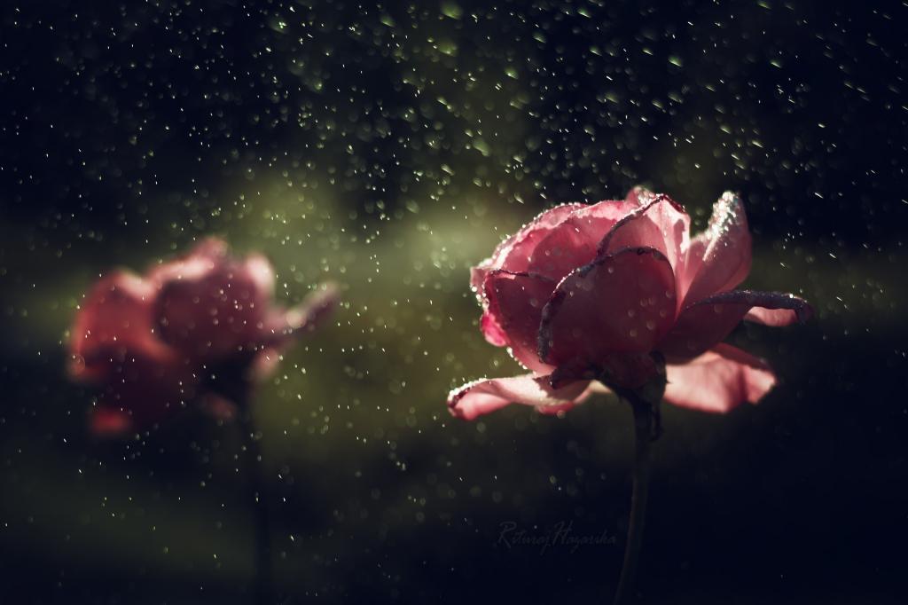 滴,雨,玫瑰,鲜花