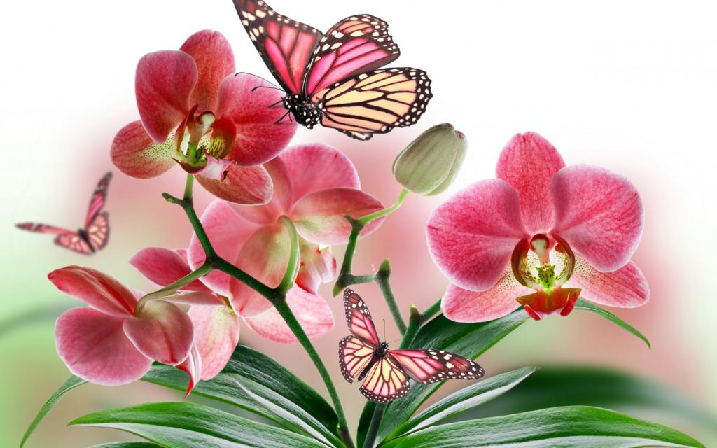 鲜花,翅膀,性质,拼贴,花瓣,蝴蝶,植物,兰花
