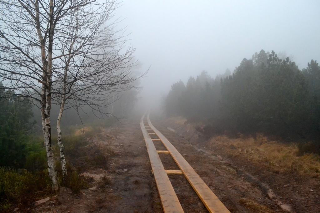 铁路旁边光秃秃的树在雾区高清壁纸