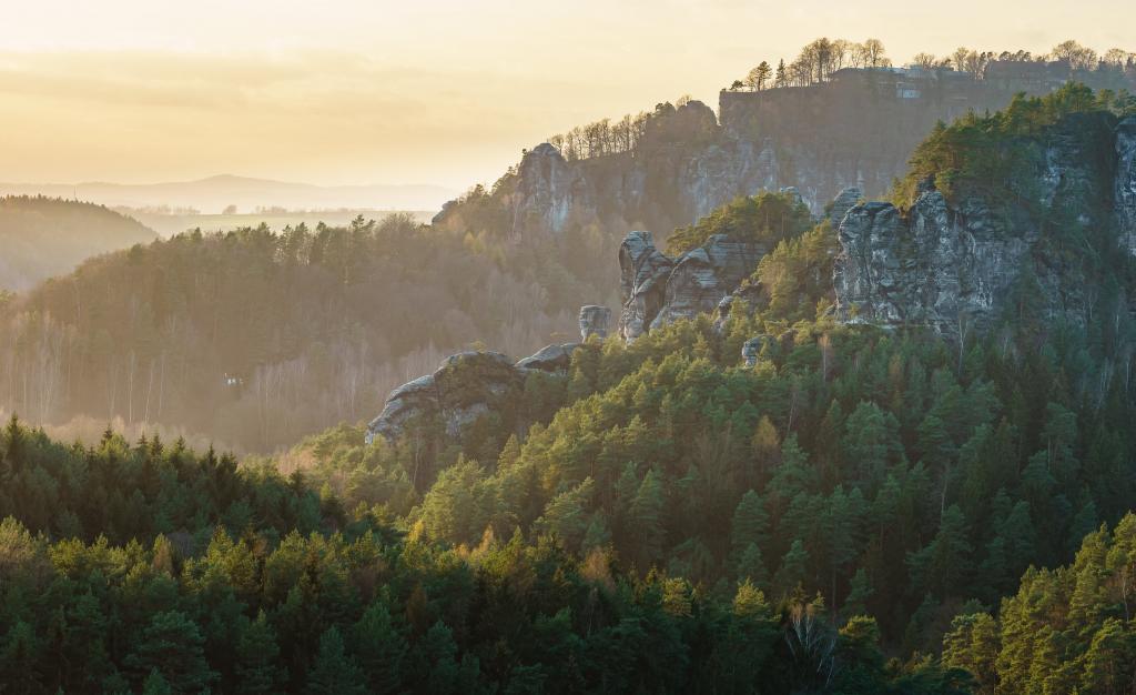 绿色雨林在白天,萨克森,瑞士高清壁纸