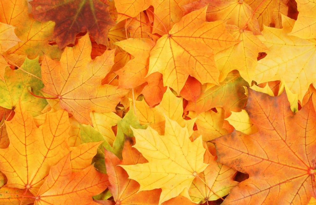 明亮的颜色,秋天,枯萎,叶子