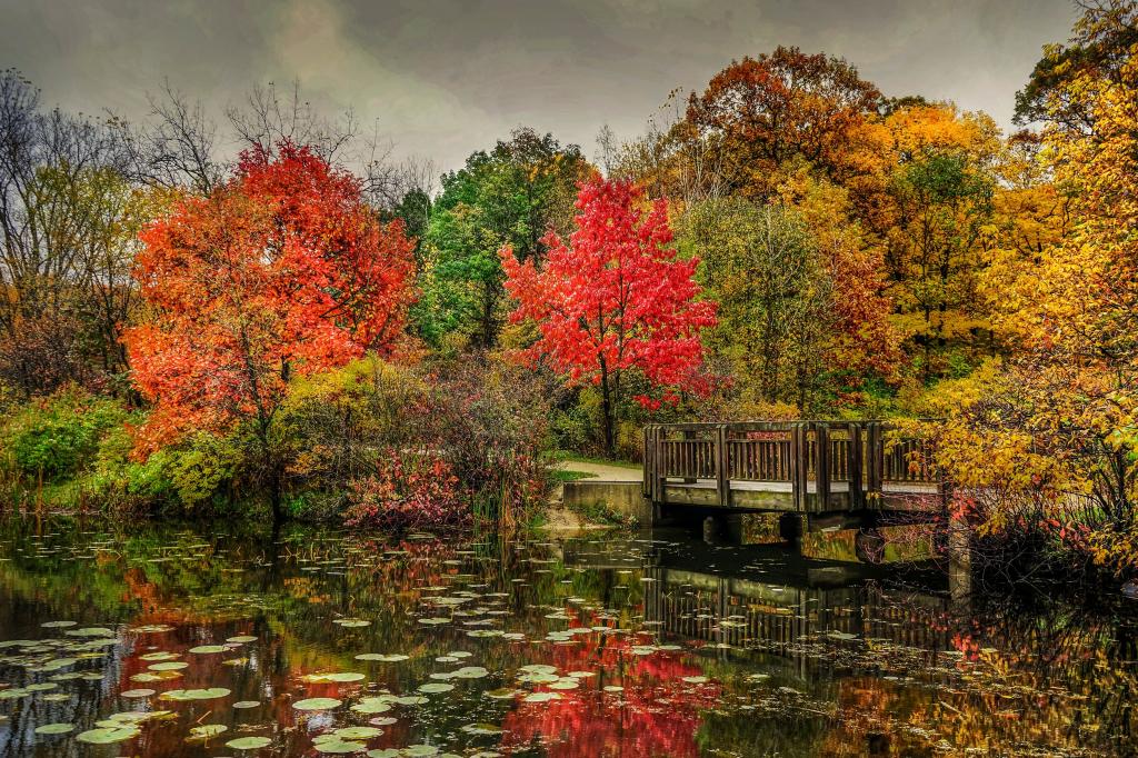 秋天,公园,桥,性质,照片,树木,河流