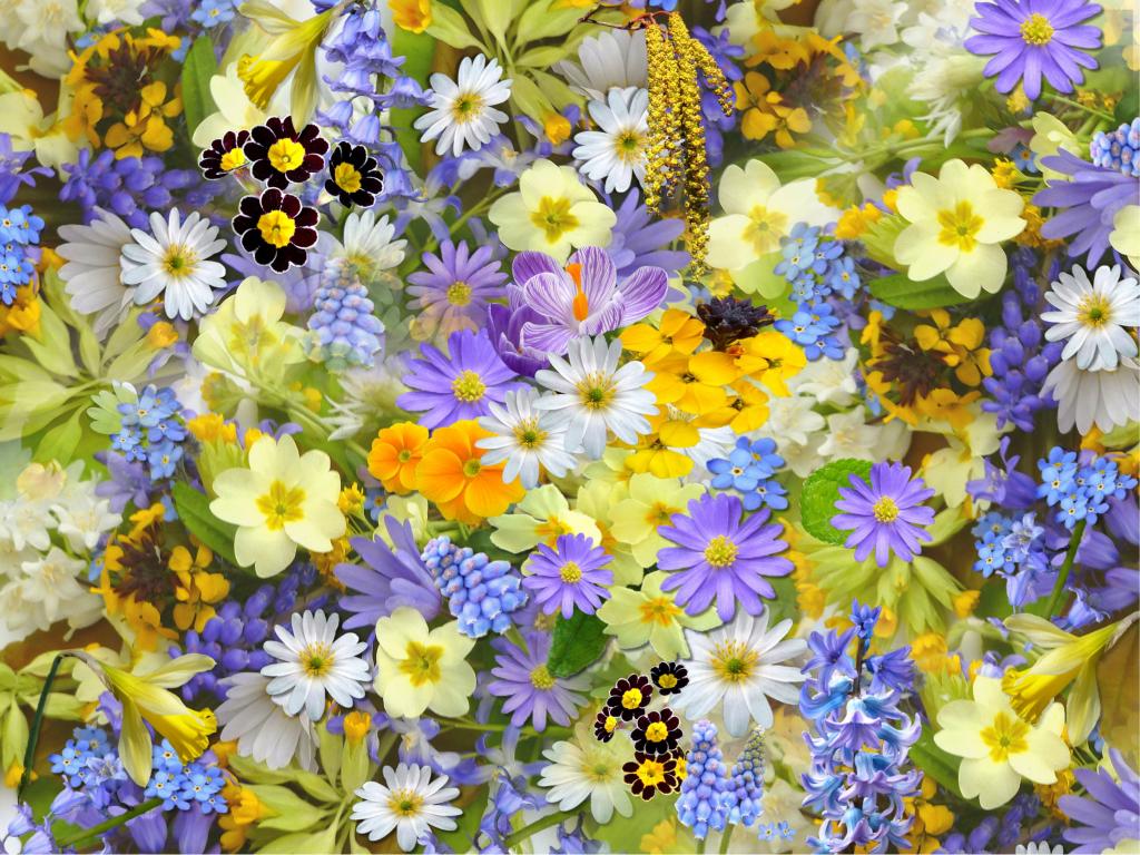 顶视图照片的紫色,白色和黄色的花朵高清壁纸