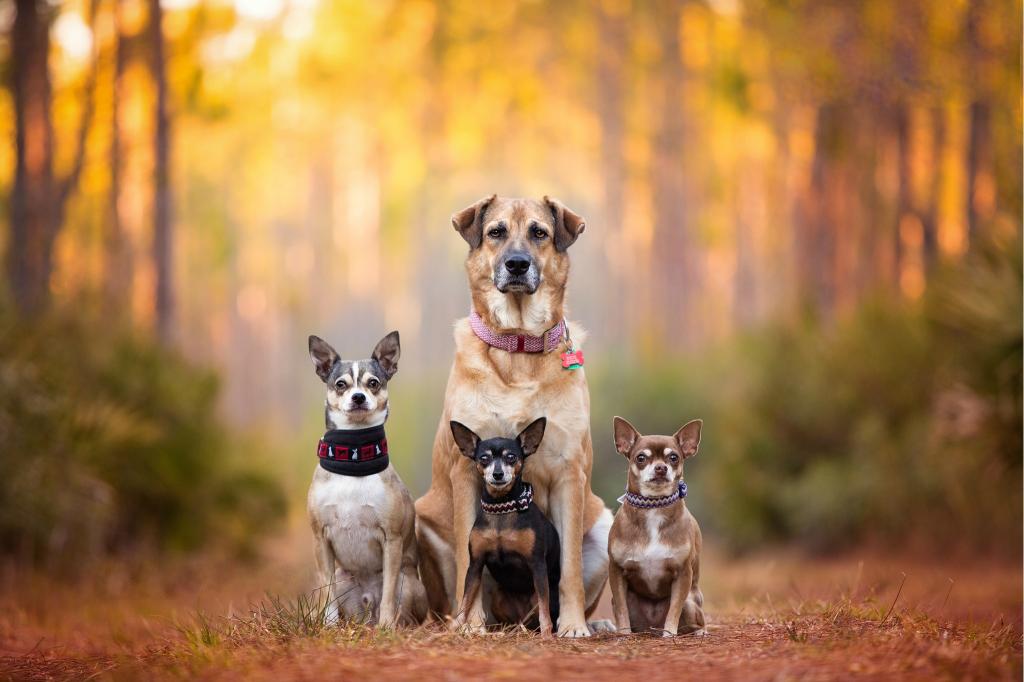 Dog breath,Kaylee Greer,可爱的狗,Pinscher,狗,家庭,吉娃娃,散景,吉娃娃,狗家族