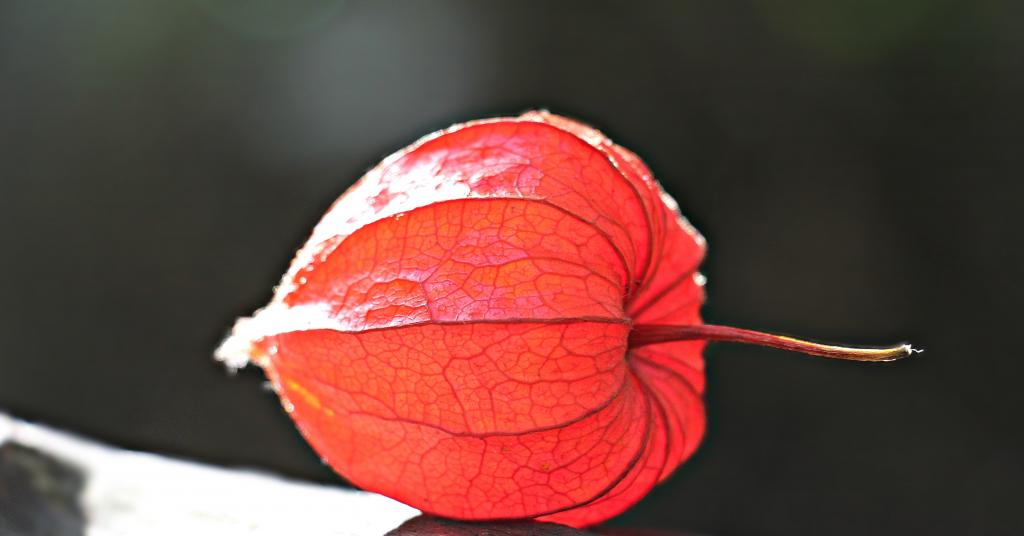 红叶植物高清壁纸的选择性焦点摄影