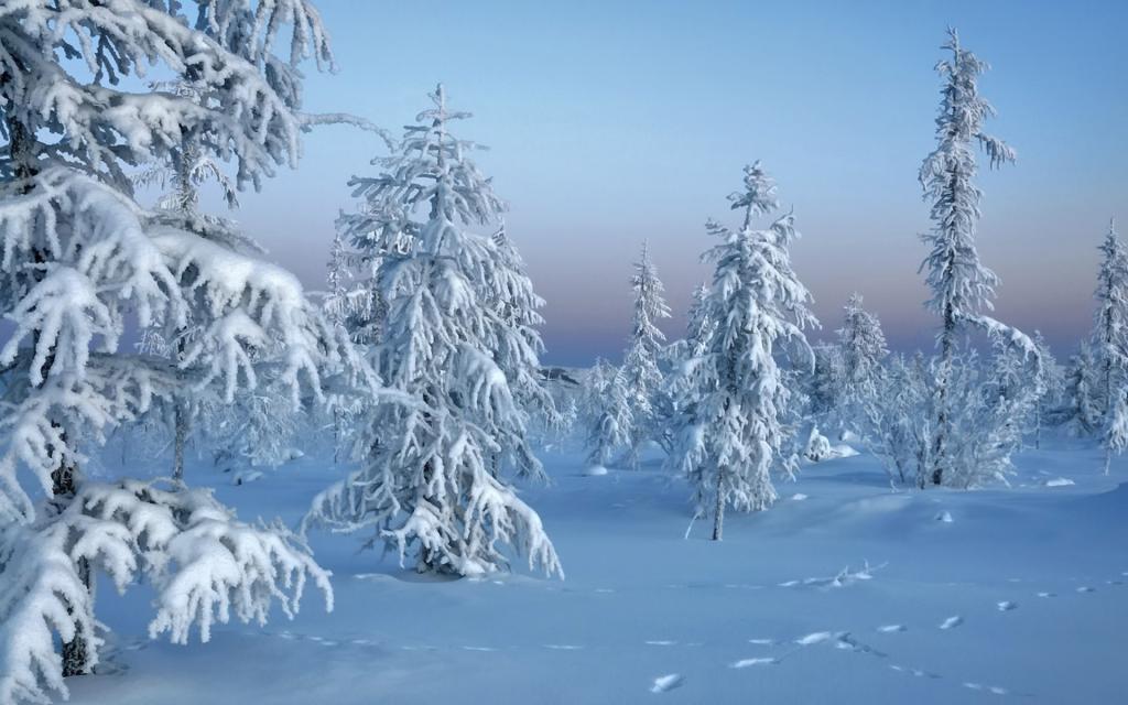 树在雪,冬天,雪,性质,森林,冬天