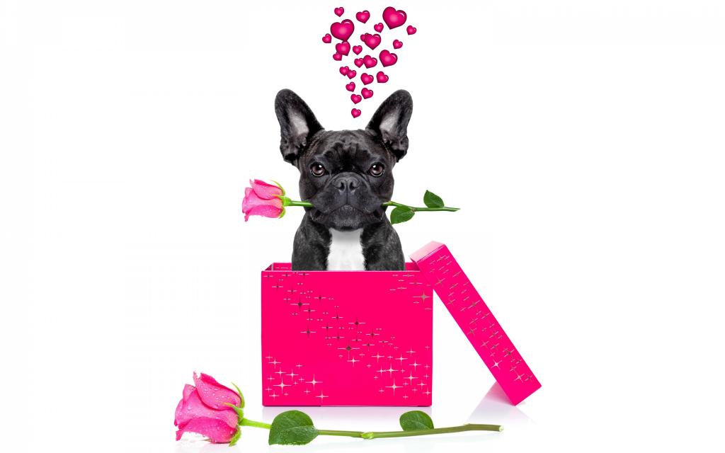 狗,有趣,浪漫,可爱,爱,心,狗,玫瑰