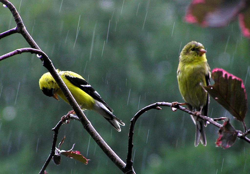 两个绿色的羽毛鸟在树枝上,而下雨的高清壁纸