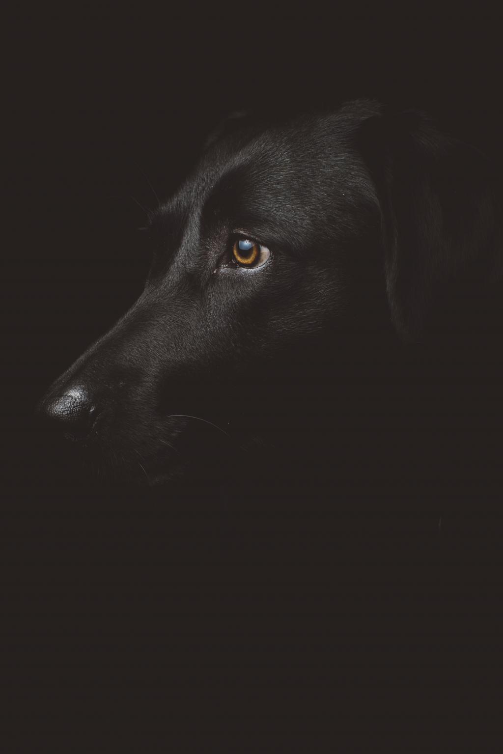 黑拉布拉多猎犬HD墙纸摄影的关闭