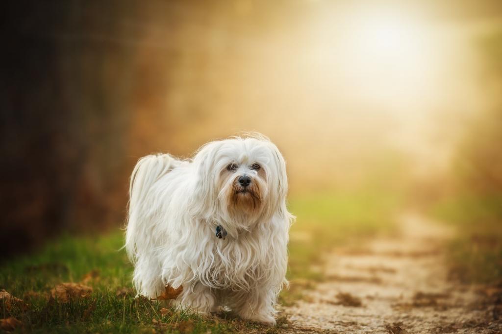 白色长涂的狗在白天高清壁纸草地上行走