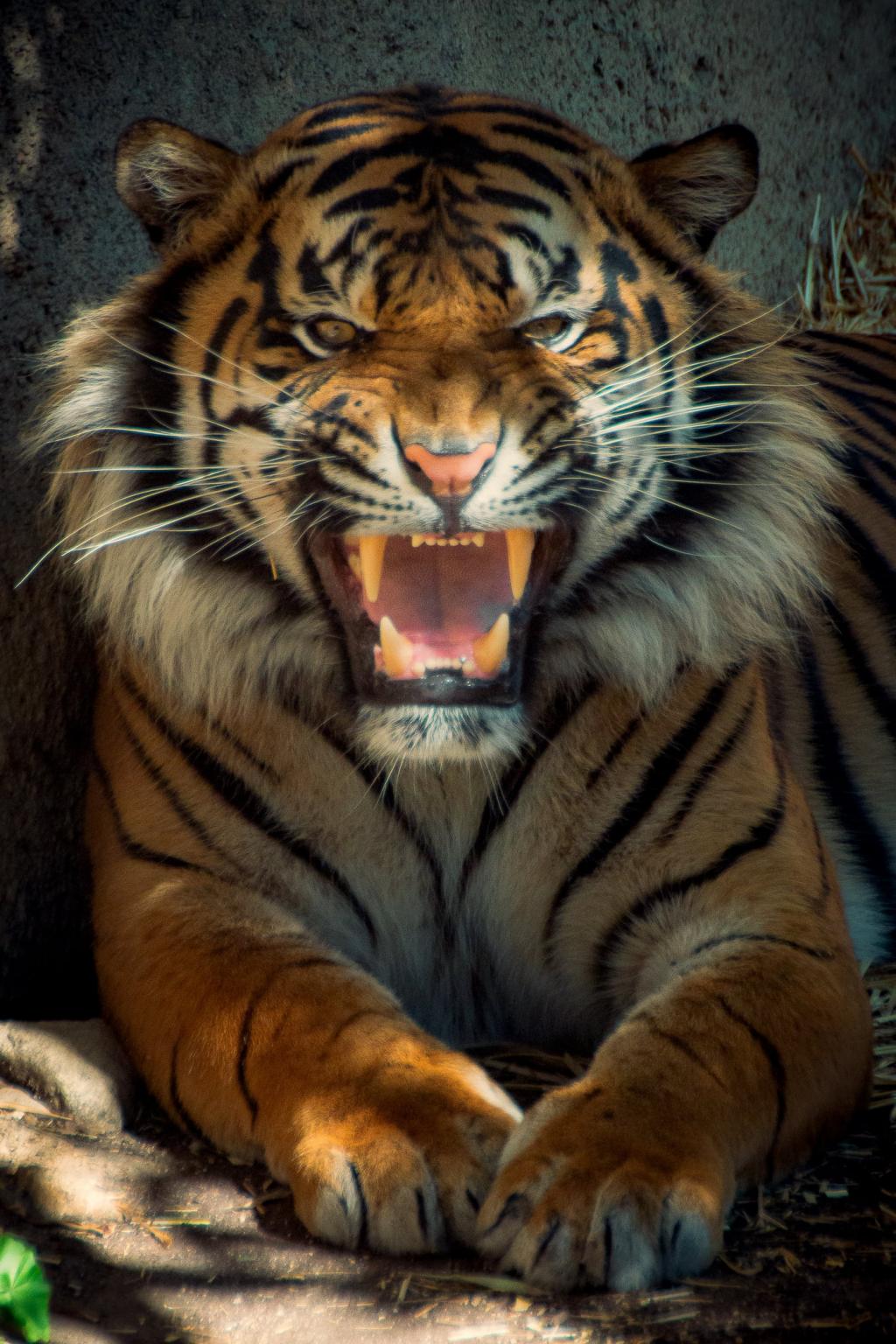 老虎显示牙齿高清壁纸