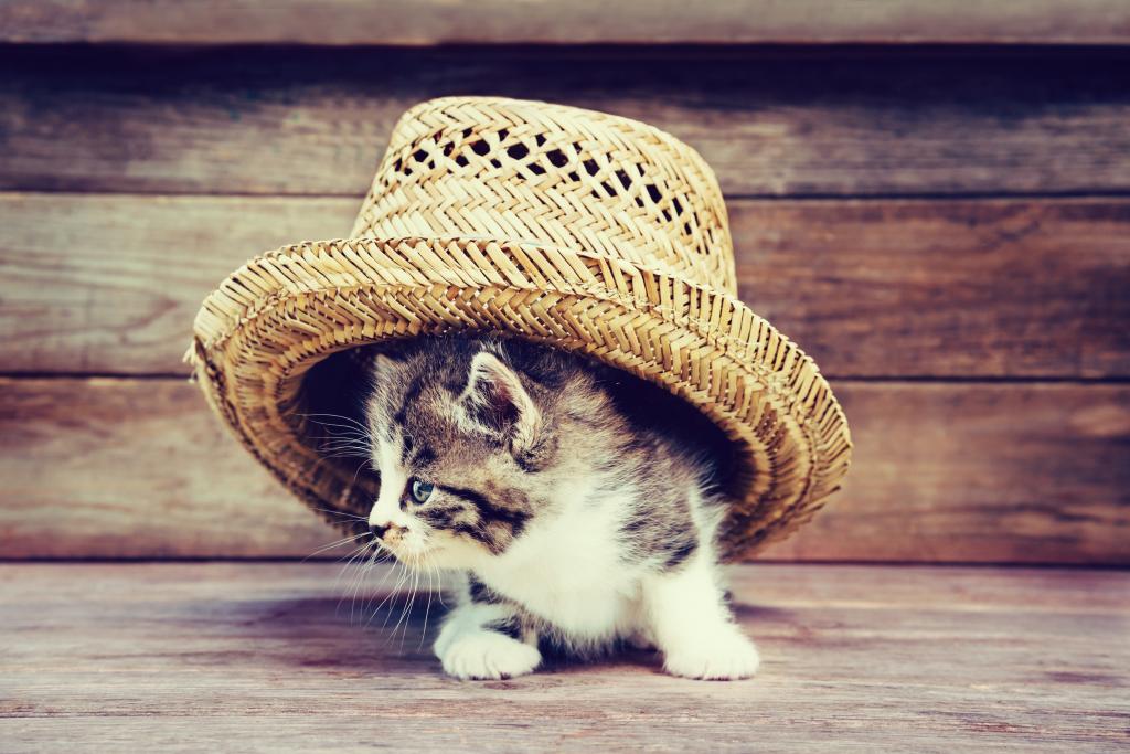 帽子,董事会,小猫,可爱,猫咪,猫,帽子