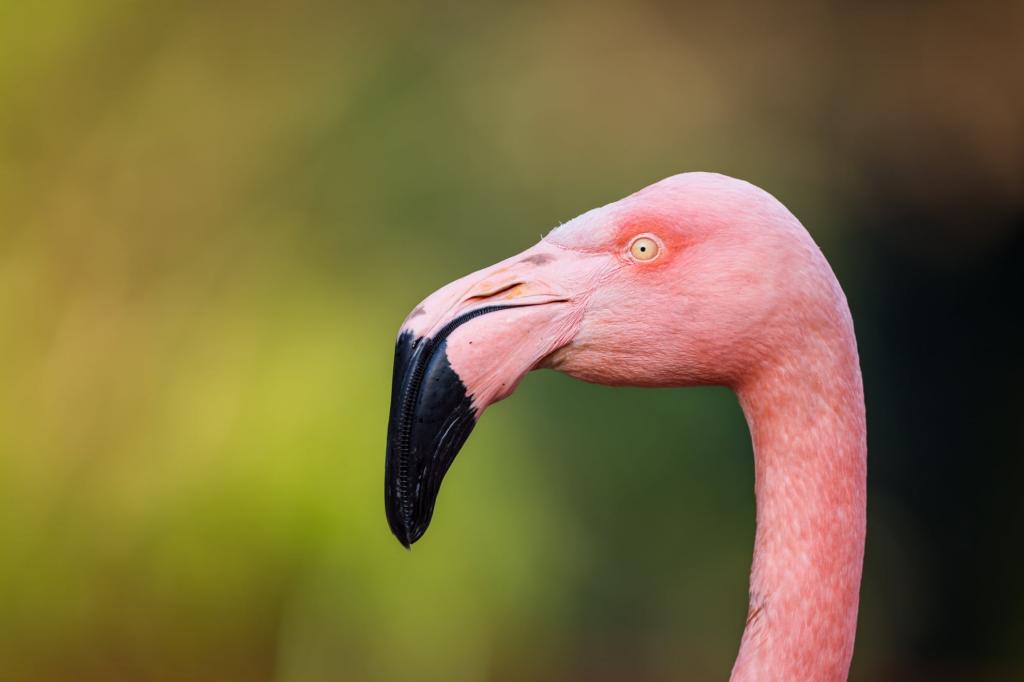粉红色的火烈鸟,更大的火烈鸟高清壁纸的选择性焦点照片