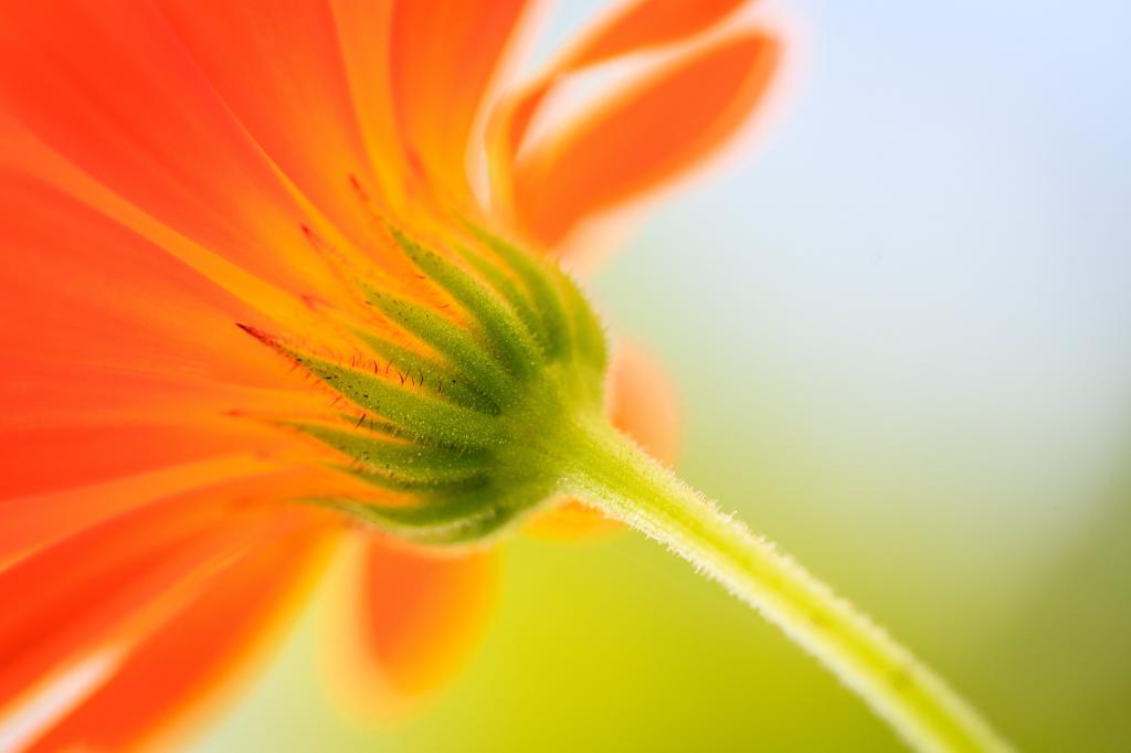 橙色雏菊花高清壁纸的浅焦点照片