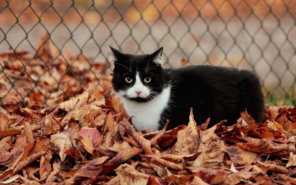 猫,叶子,秋天,猫