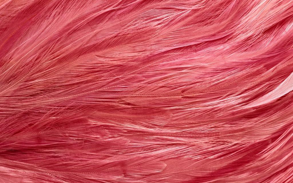 羽毛,粉红色的火烈鸟,纹理,背景桌面,纹理