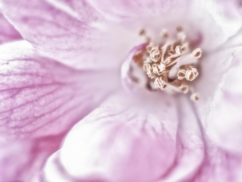 桃红色petaled花HD墙纸的特写镜头照片