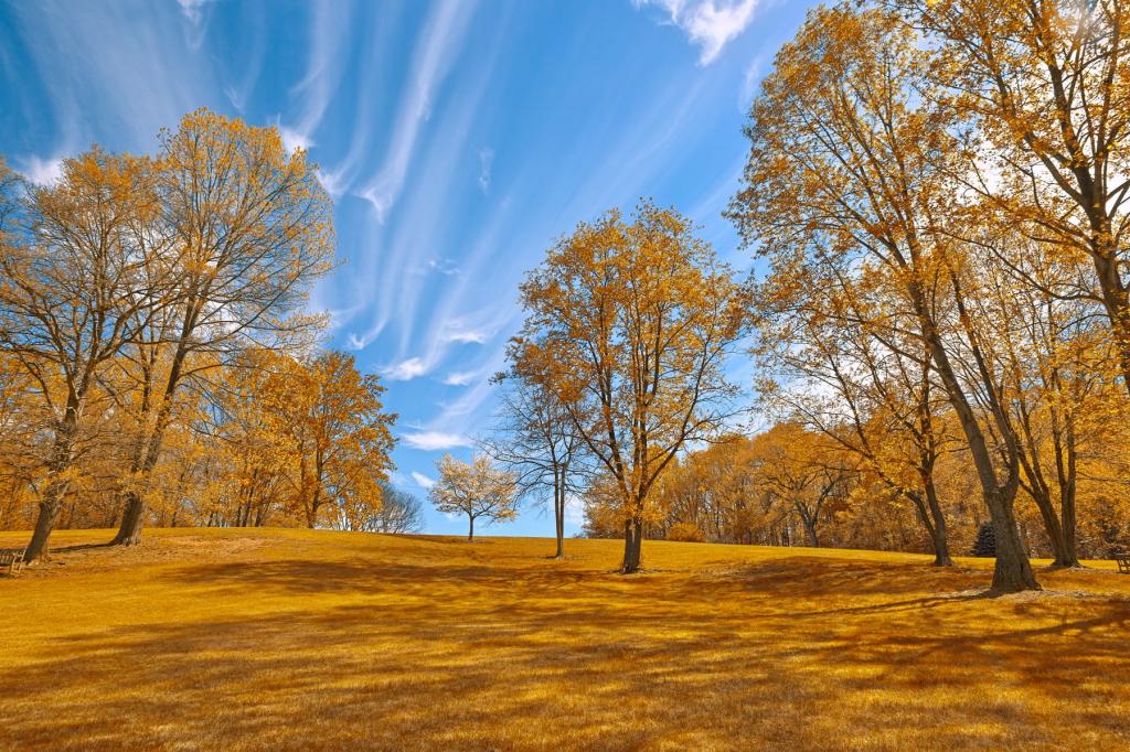 在棕色的草地上,meadowlark高清壁纸树的照片