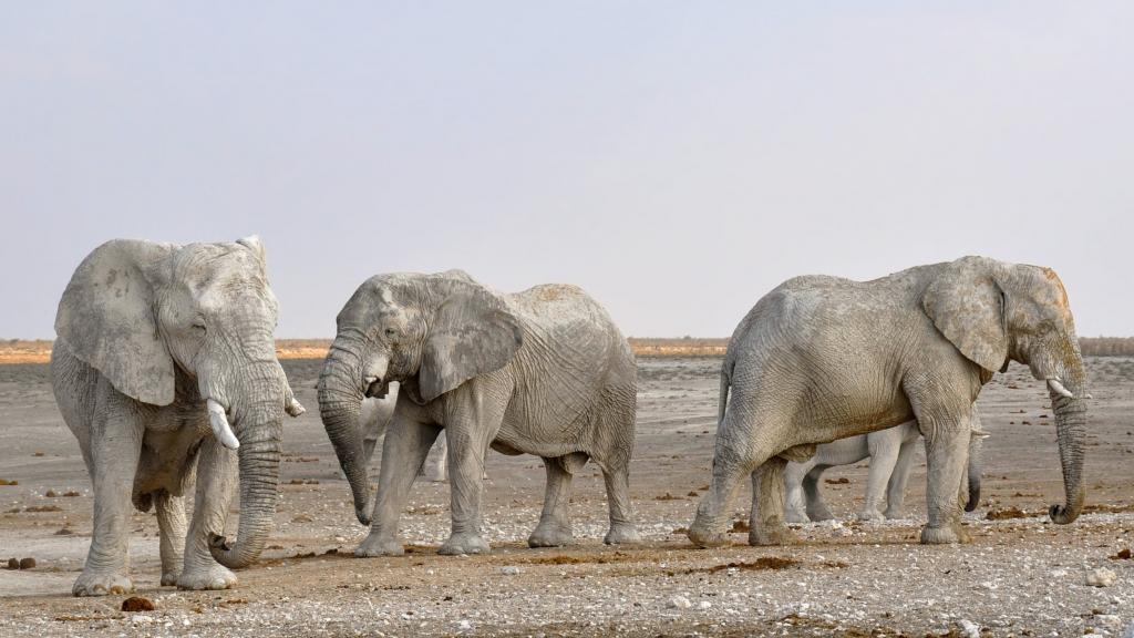 在灰色沙漠高清壁纸上的三个灰色大象