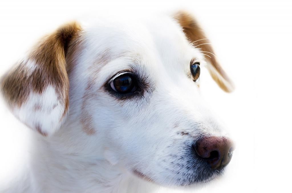 短涂棕褐色和白色的小狗高清壁纸